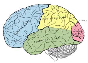 boabom-brain-3